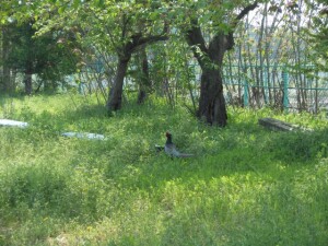 DSCN5043