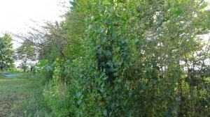 DSC04750